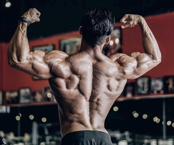 back workouts for back muscle growth